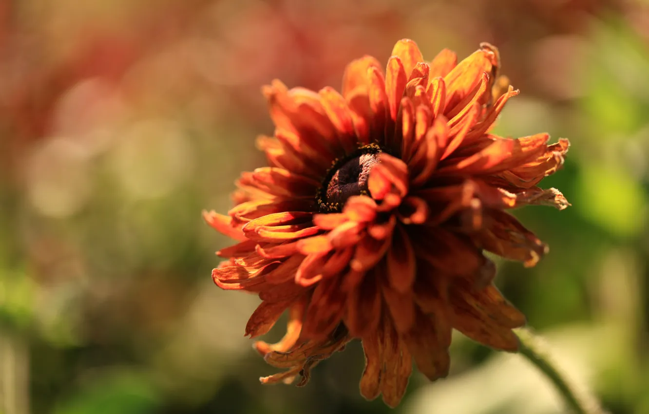 Photo wallpaper flower, macro, light, orange, red, blur, petals, bokeh