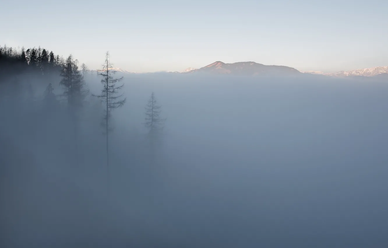 Photo wallpaper trees, mountains, fog