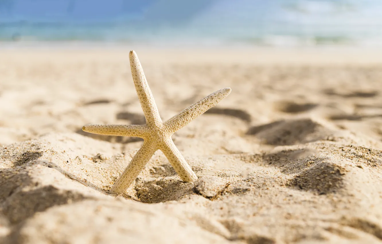 Photo wallpaper sand, sea, beach, star, summer, beach, sea, sea