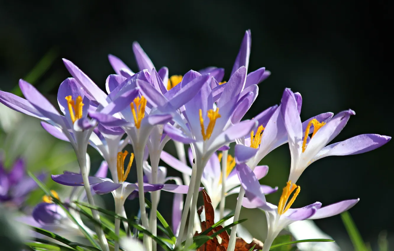 Photo wallpaper flowers, nature, spring