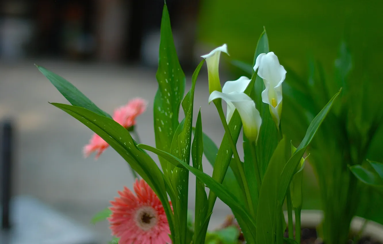 Photo wallpaper leaves, petals, garden, flowerbed