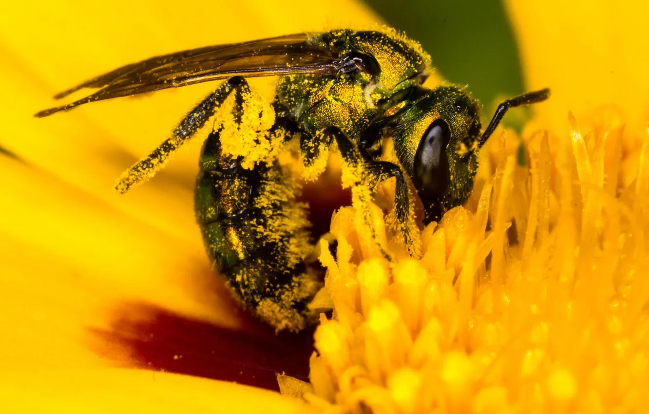 Photo wallpaper flowers, yellow, nectar, bee, pollen