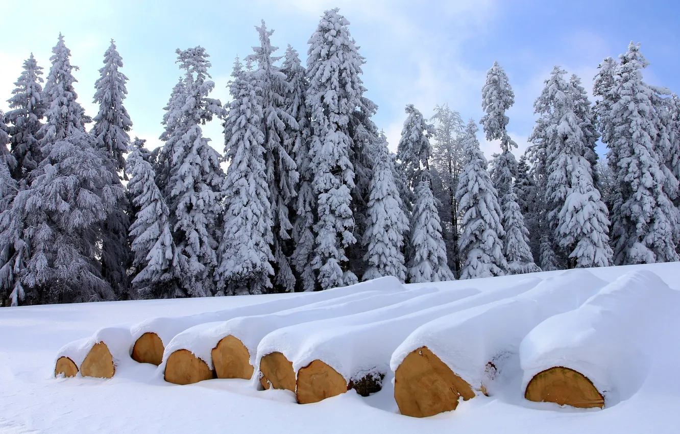 Photo wallpaper winter, forest, trees, logs
