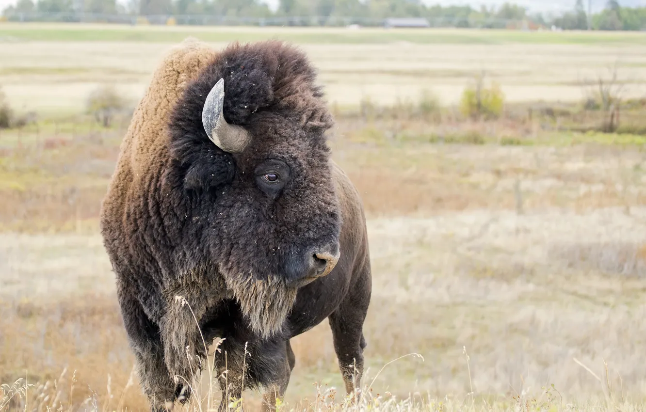 Photo wallpaper horns, buffalo, giants