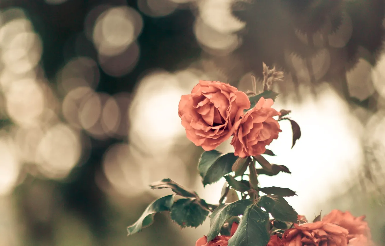 Photo wallpaper leaves, macro, flowers, background, widescreen, Wallpaper, blur, wallpaper