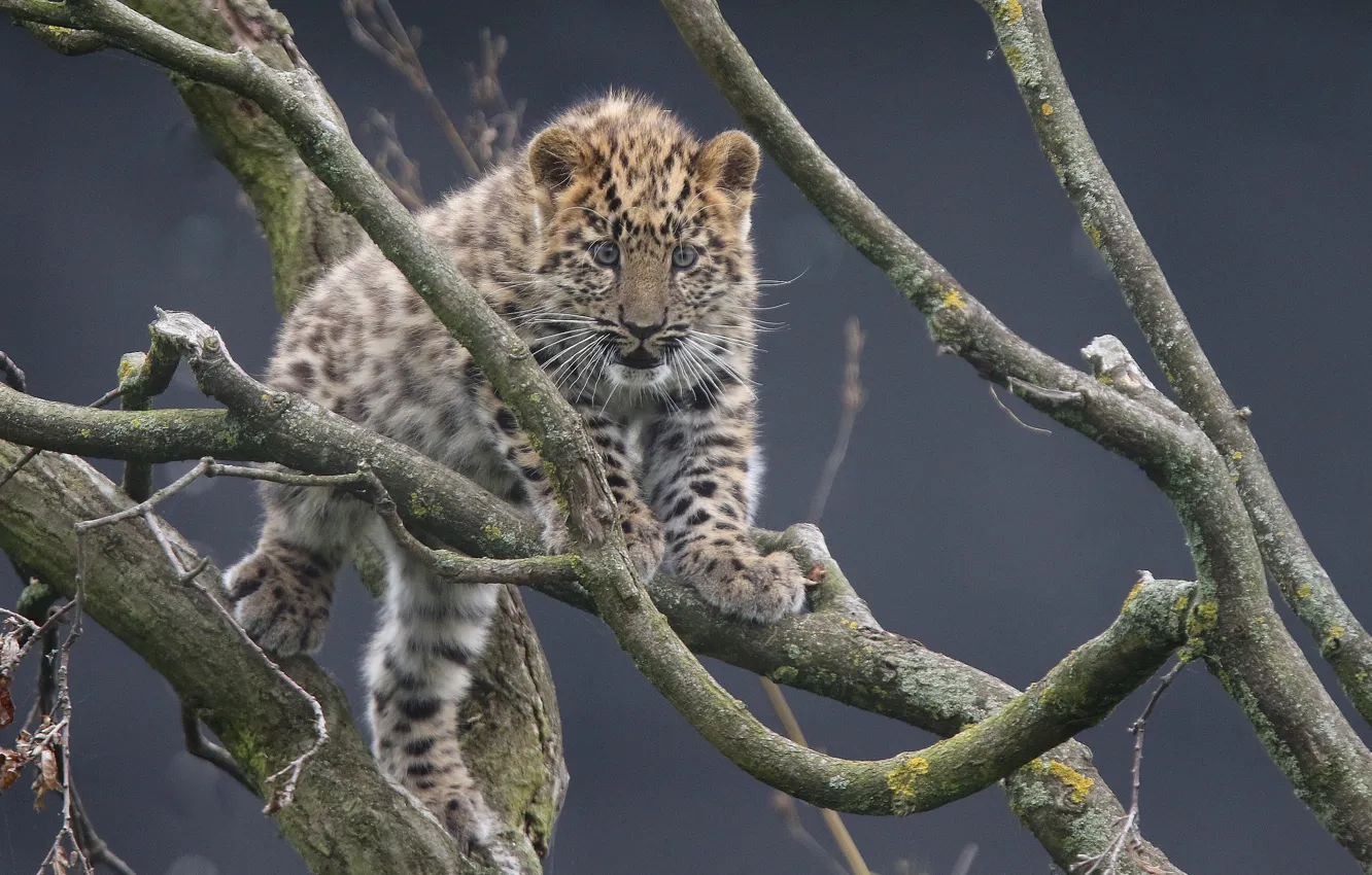 Photo wallpaper branches, leopard, cub, kitty, the Amur leopard, The far Eastern leopard