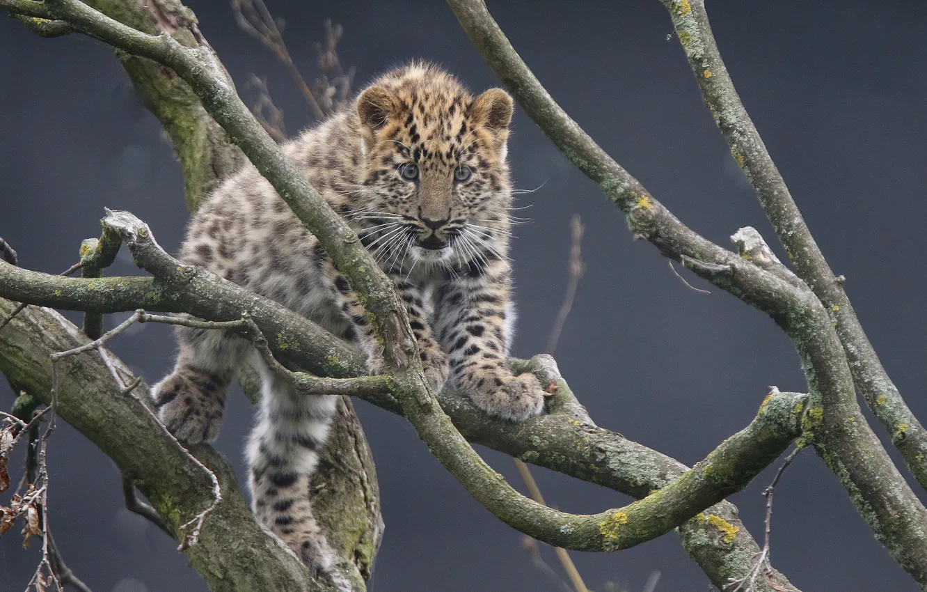 Photo wallpaper branches, leopard, cub, kitty, The far Eastern leopard, The Amur leopard