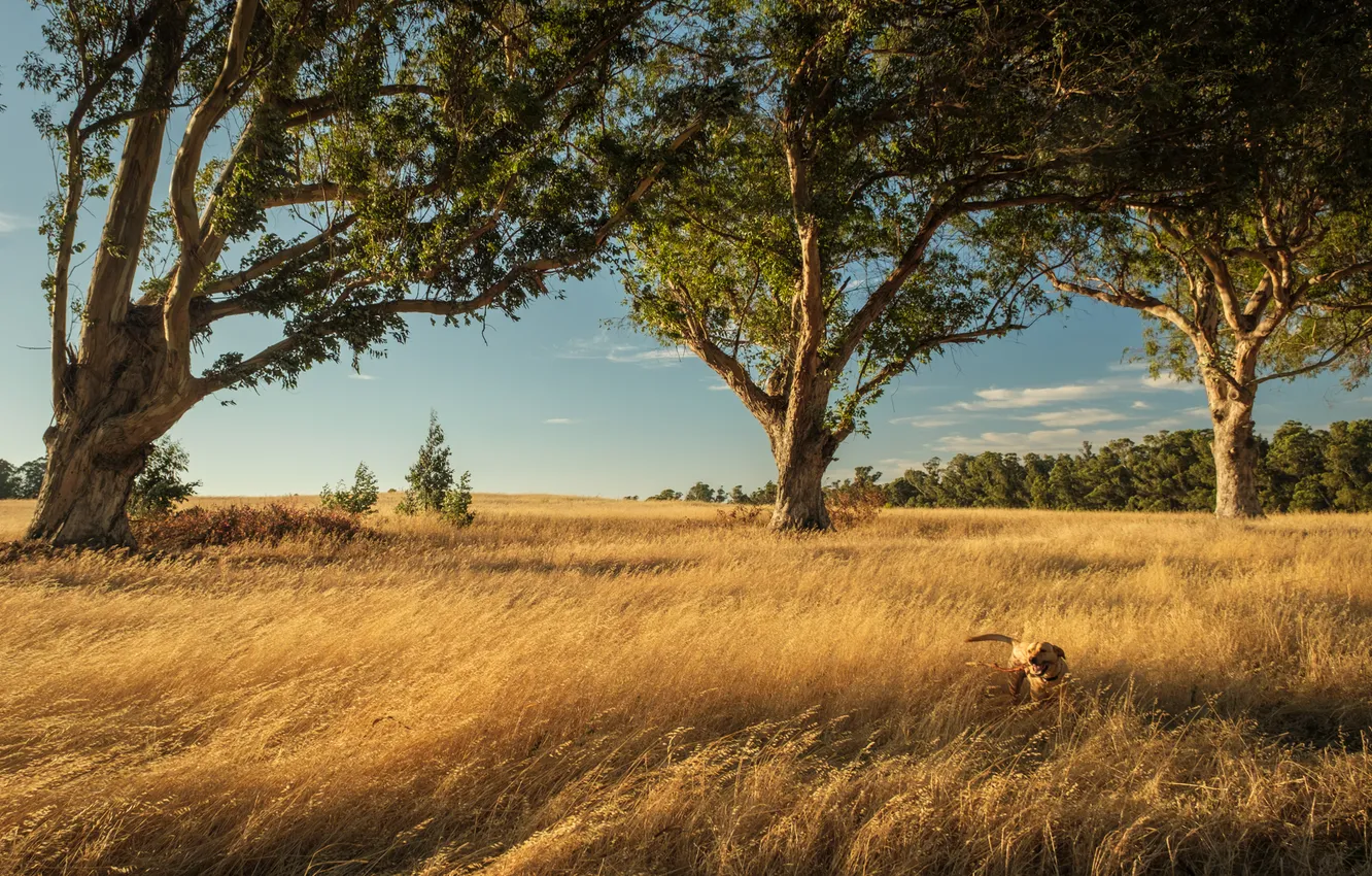 Photo wallpaper field, trees, the wind, branch, dog, ears, walk