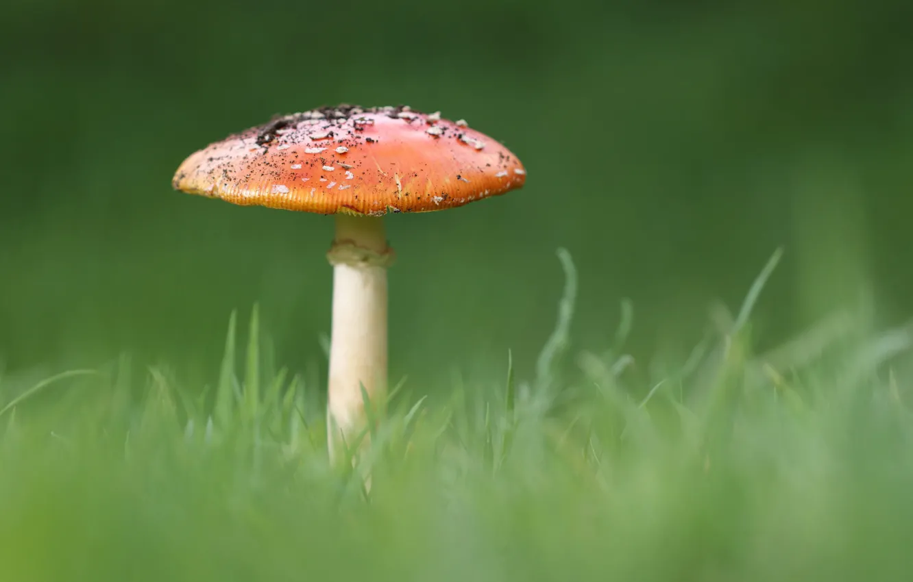 Photo wallpaper grass, nature, mushroom, mushroom