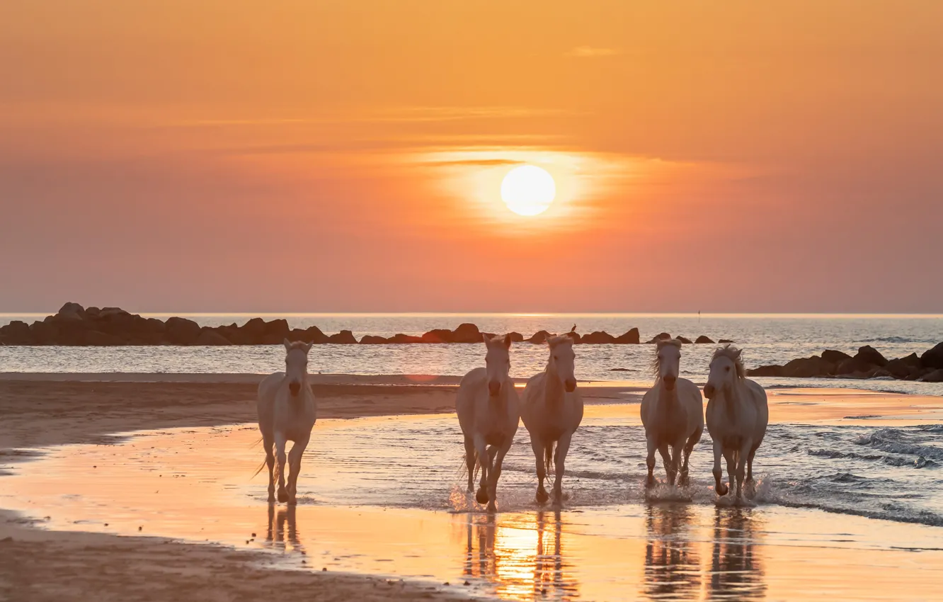 Photo wallpaper sea, sunset, dawn, horses, horse, white, the herd