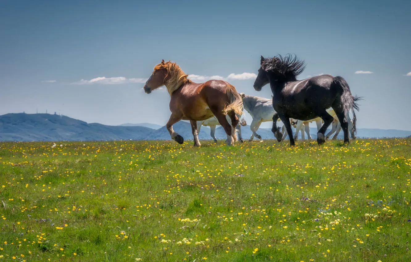 Photo wallpaper field, horse, horse, horse