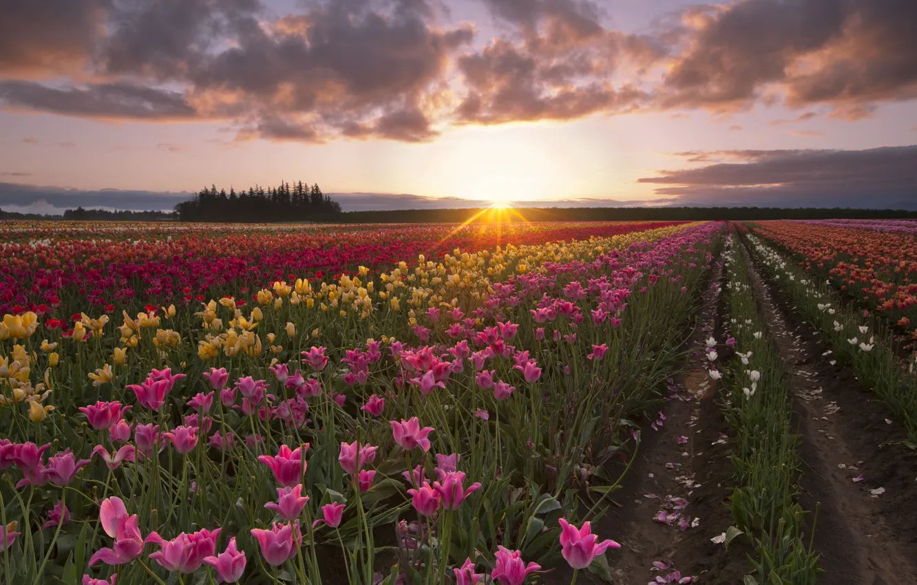 Photo wallpaper field, summer, the sun, rays, dawn, morning, tulips