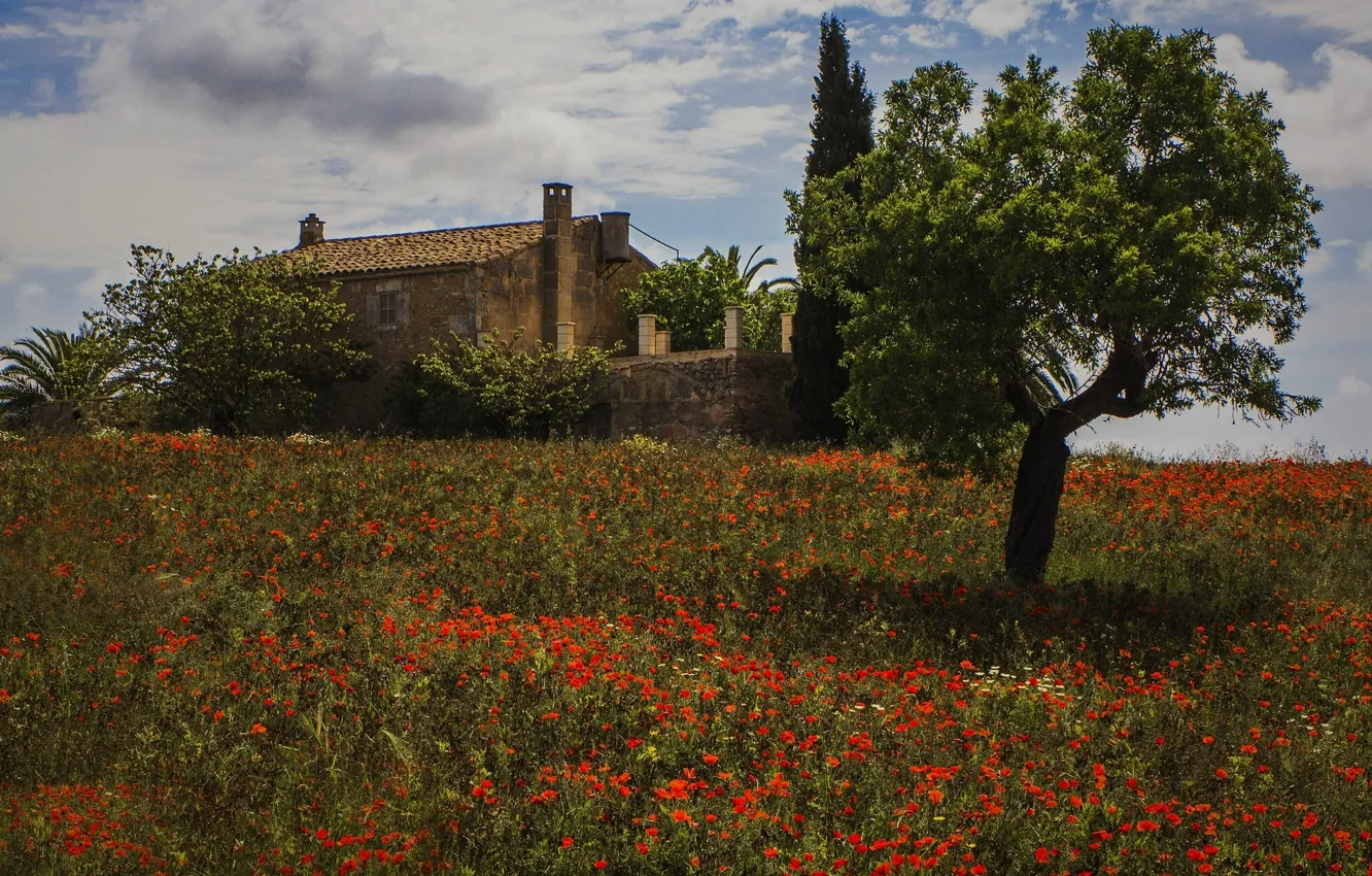 Photo wallpaper flowers, house, tree, Maki, meadow, Spain, Spain, Montuiri