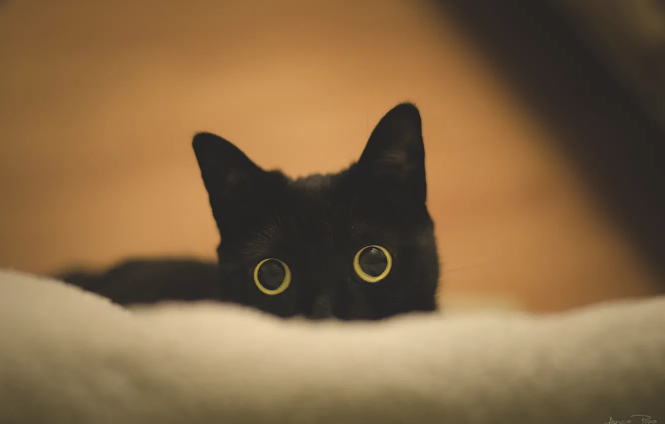Photo wallpaper huge eyes, black cat, mooninherhair