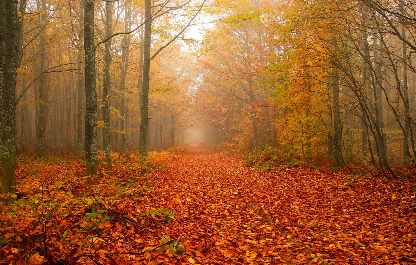Photo wallpaper autumn, forest, trees, branches, fog, Park, branch, morning