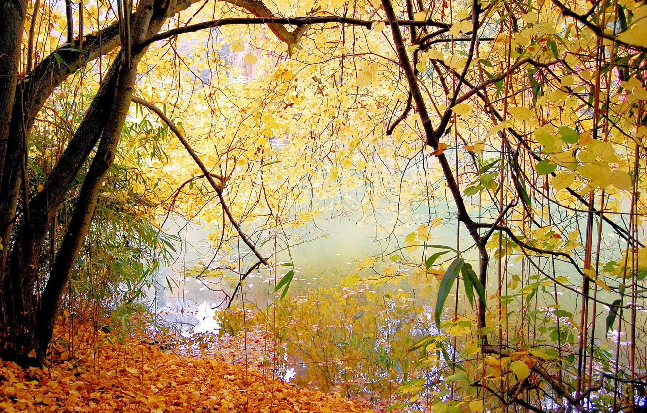 Photo wallpaper autumn, leaves, trees, lake, Park, calm