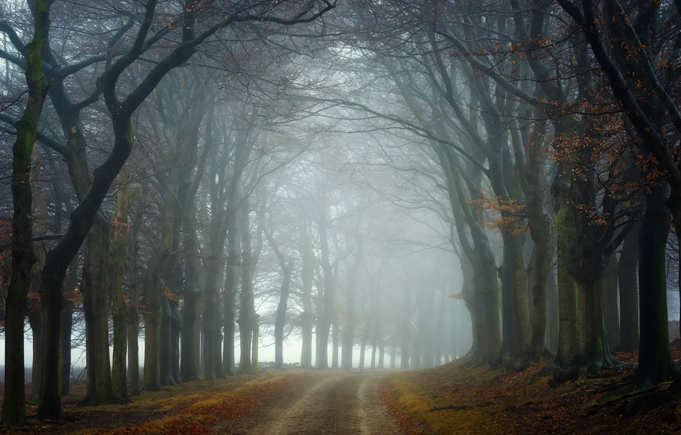Photo wallpaper road, autumn, trees, nature, haze