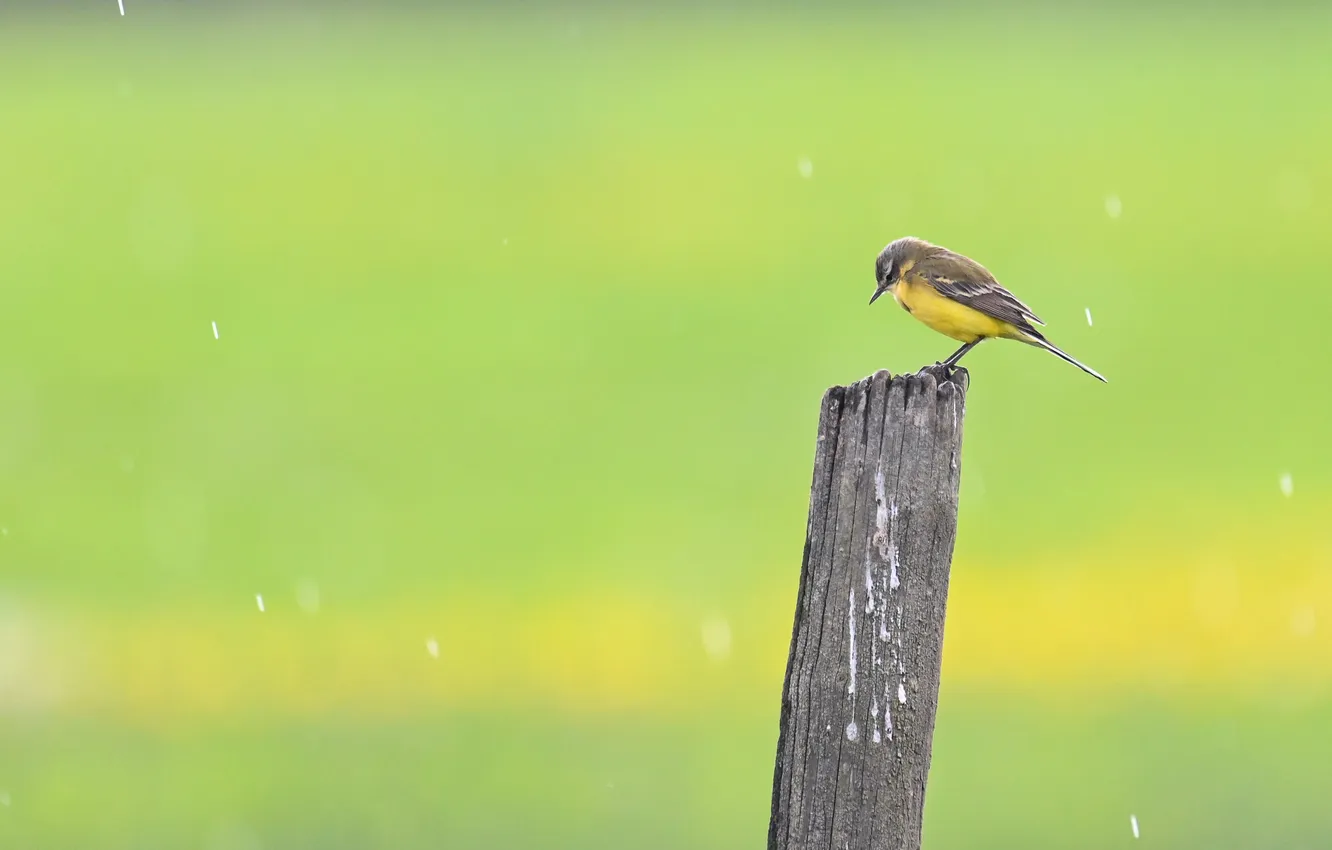 Photo wallpaper drops, rain, bird, posts, green background, yellow Wagtail, Wagtail