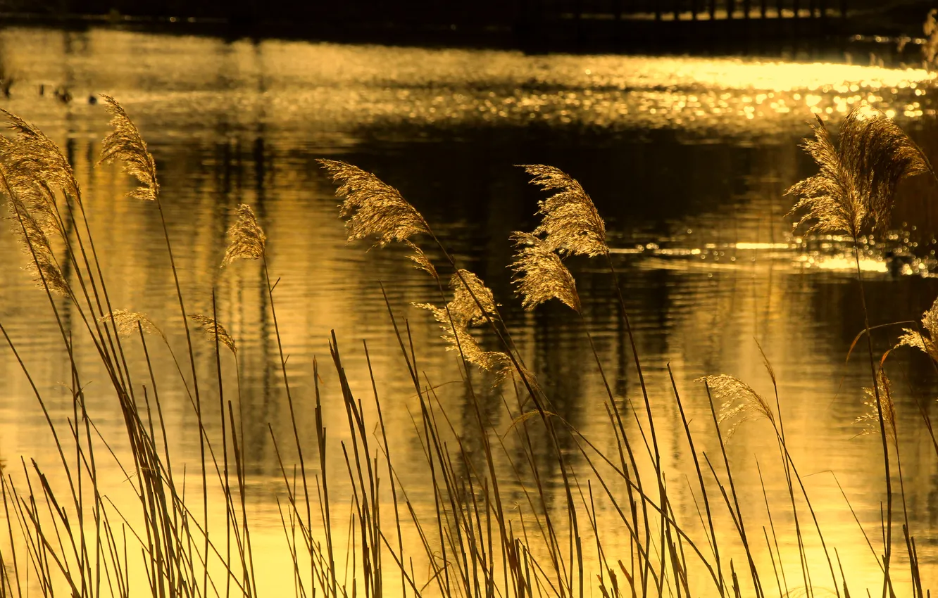 Photo wallpaper water, pond, REED