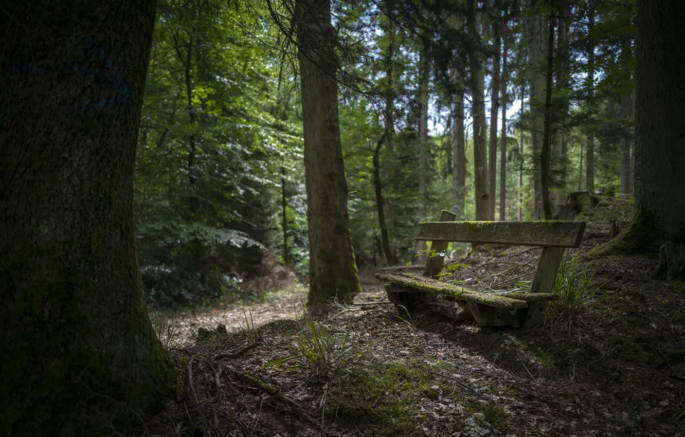Photo wallpaper forest, nature, bench