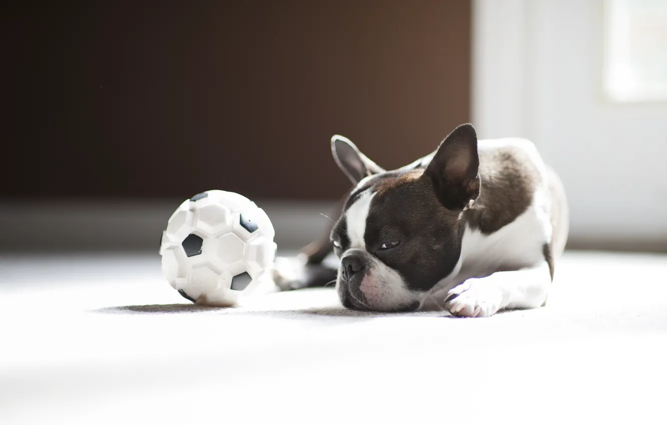 Photo wallpaper the ball, dog, pug