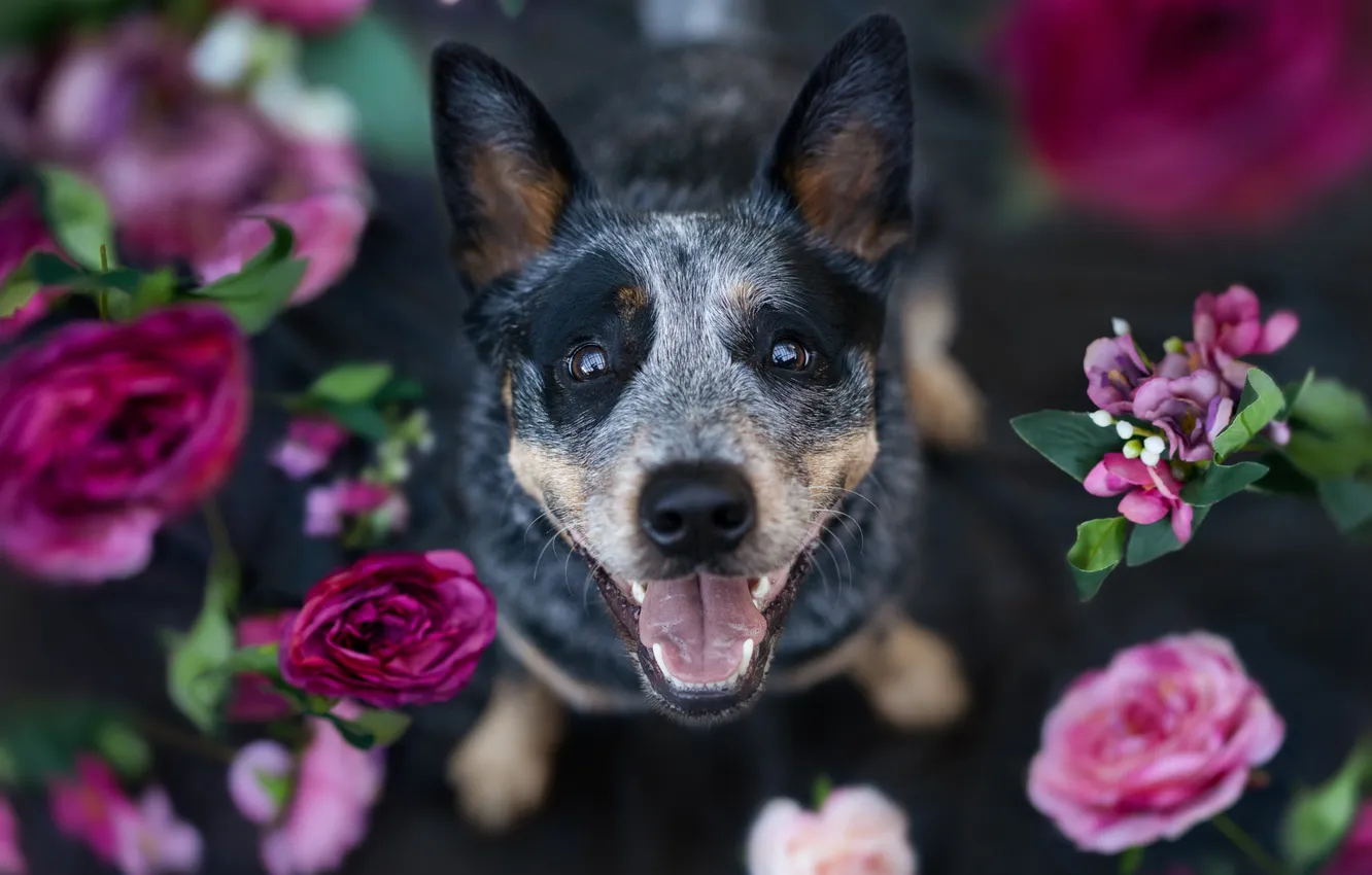 Photo wallpaper look, nature, pose, portrait, dog, face