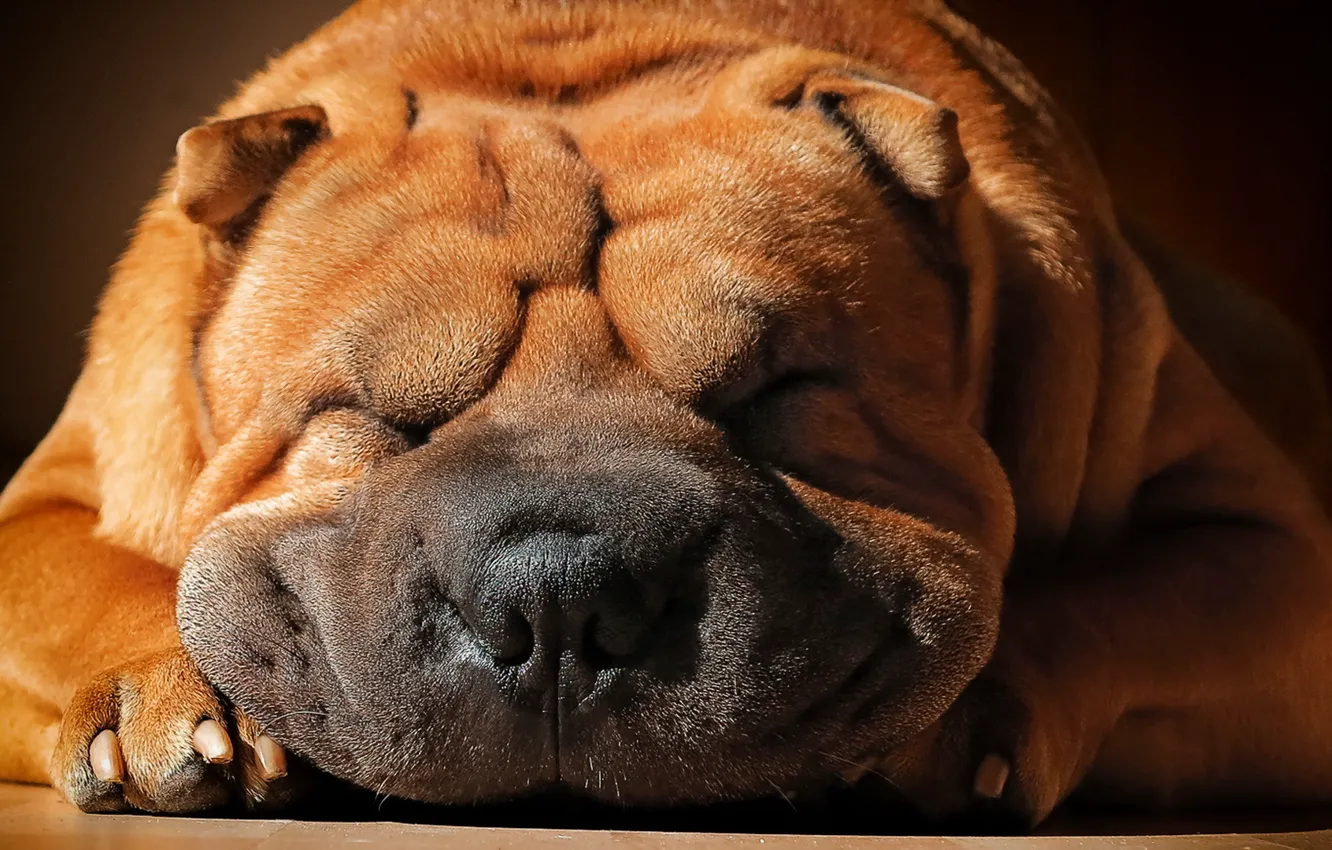 Photo wallpaper each, dog, Sharpay