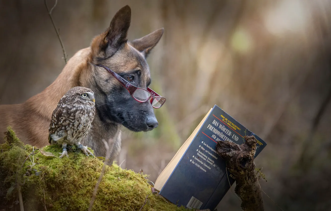 Photo wallpaper owl, dog, book, friends, reading