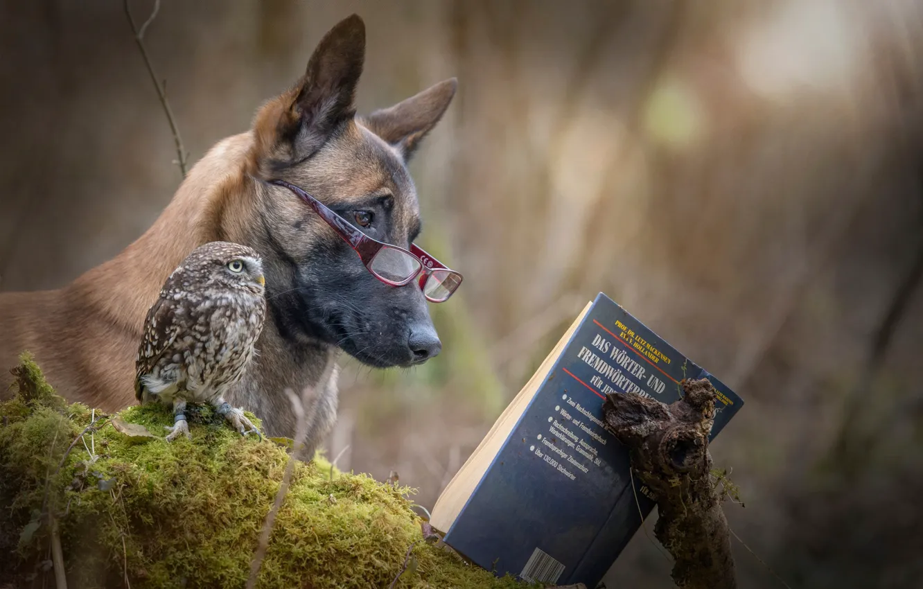Photo wallpaper each, owl, dog, book, reading