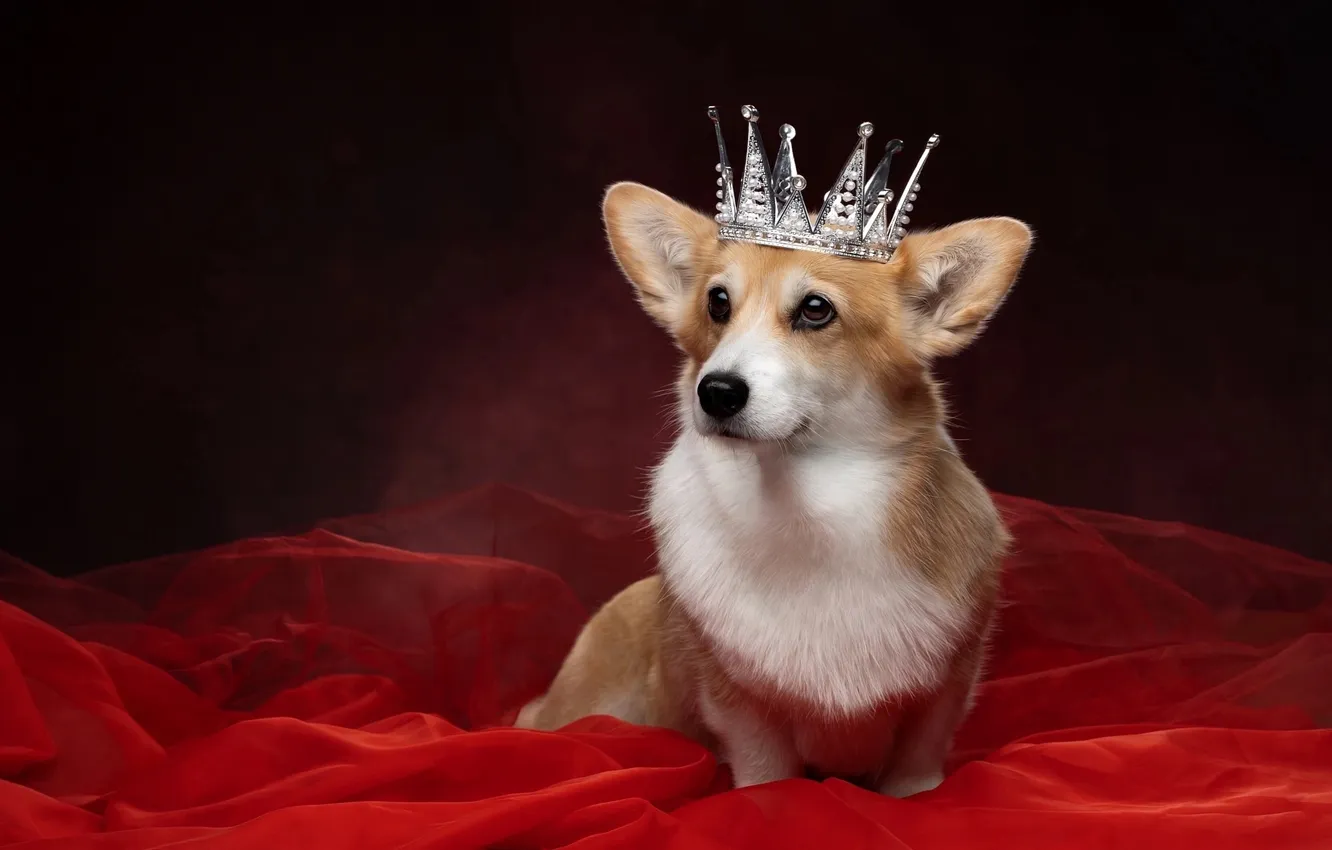 Photo wallpaper background, portrait, dog, crown, Welsh Corgi, Svetlana Pisareva