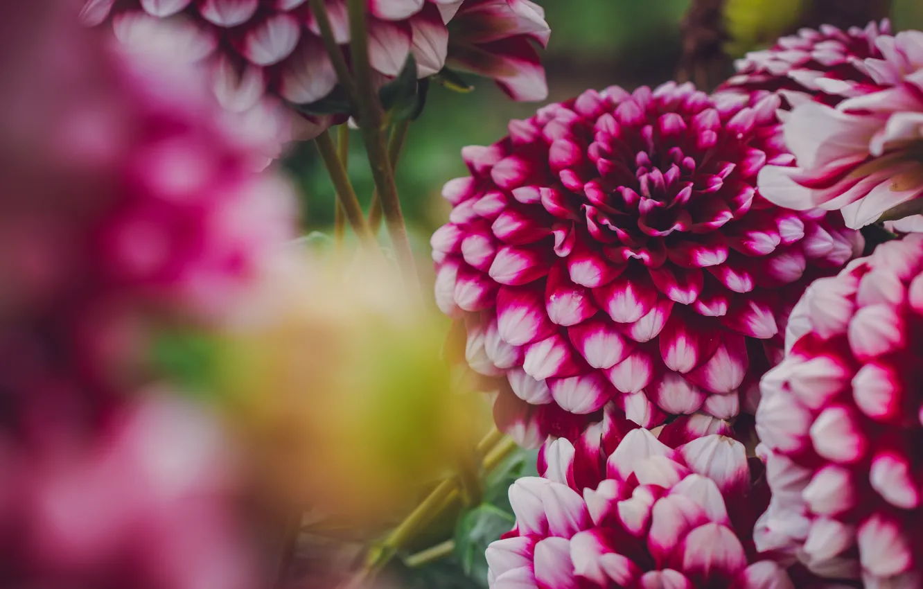 Photo wallpaper flowers, pink, bokeh, two-tone, dahlias, white