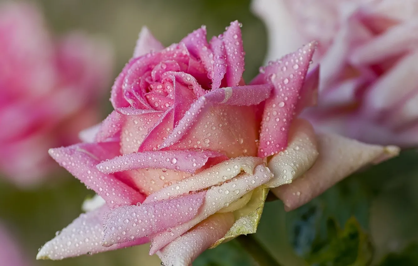 Photo wallpaper roses, water, petals, Rosa, drops