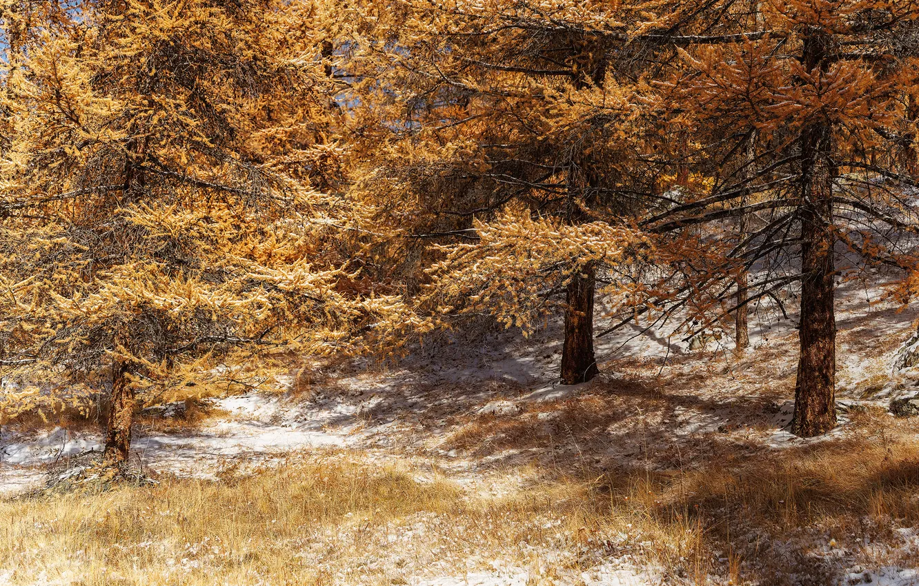 Photo wallpaper forest, trees, autumn