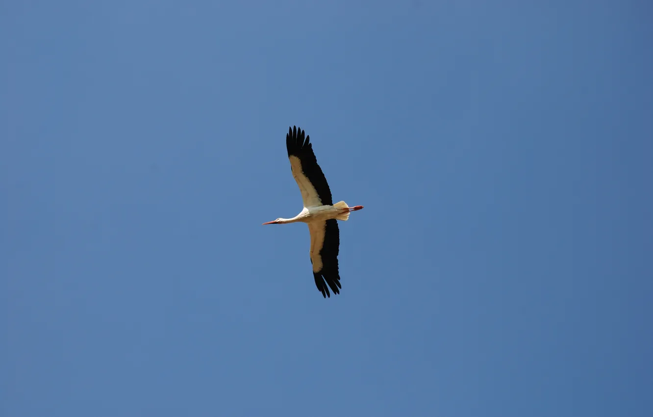 Photo wallpaper freedom, flight, peace, blue sky, will, White stork, the image of eternity, air space
