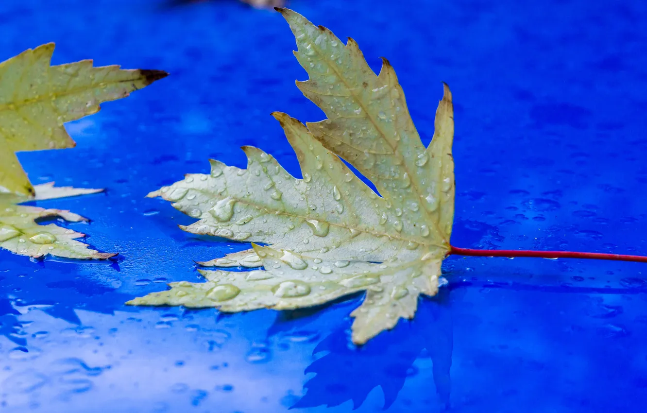 Photo wallpaper autumn, water, drops, nature, sheet