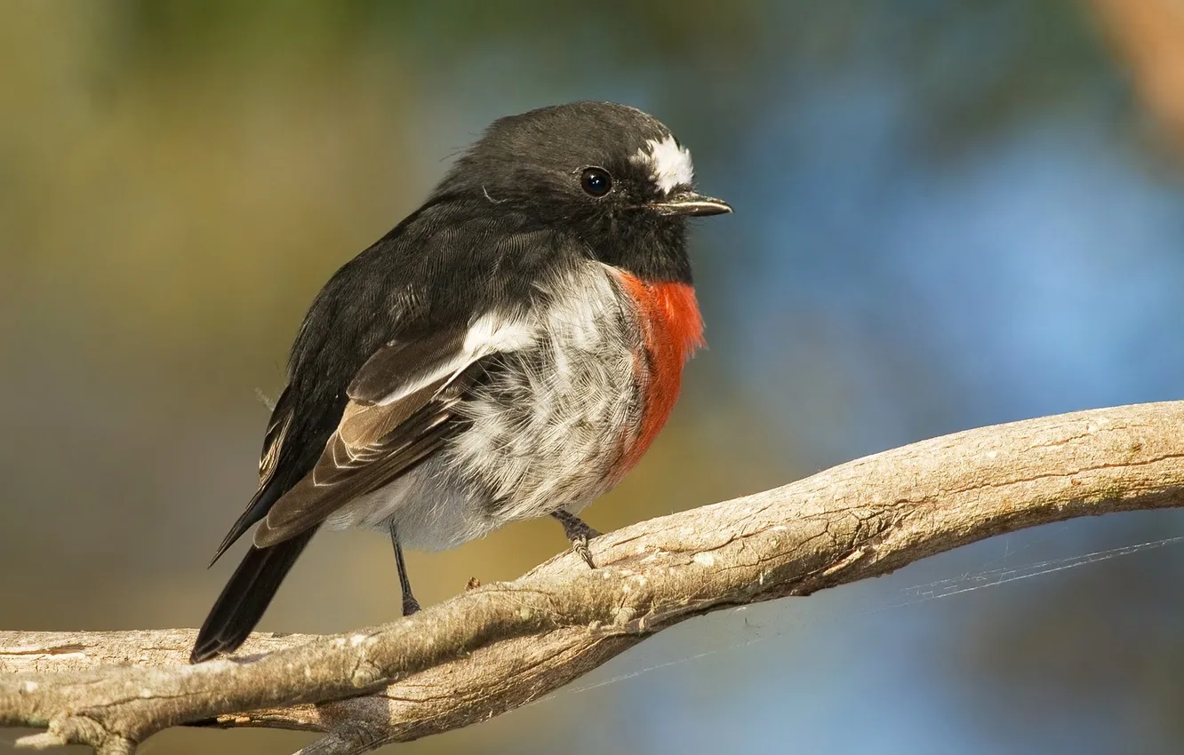 Photo wallpaper branches, nature, bird, color, feathers
