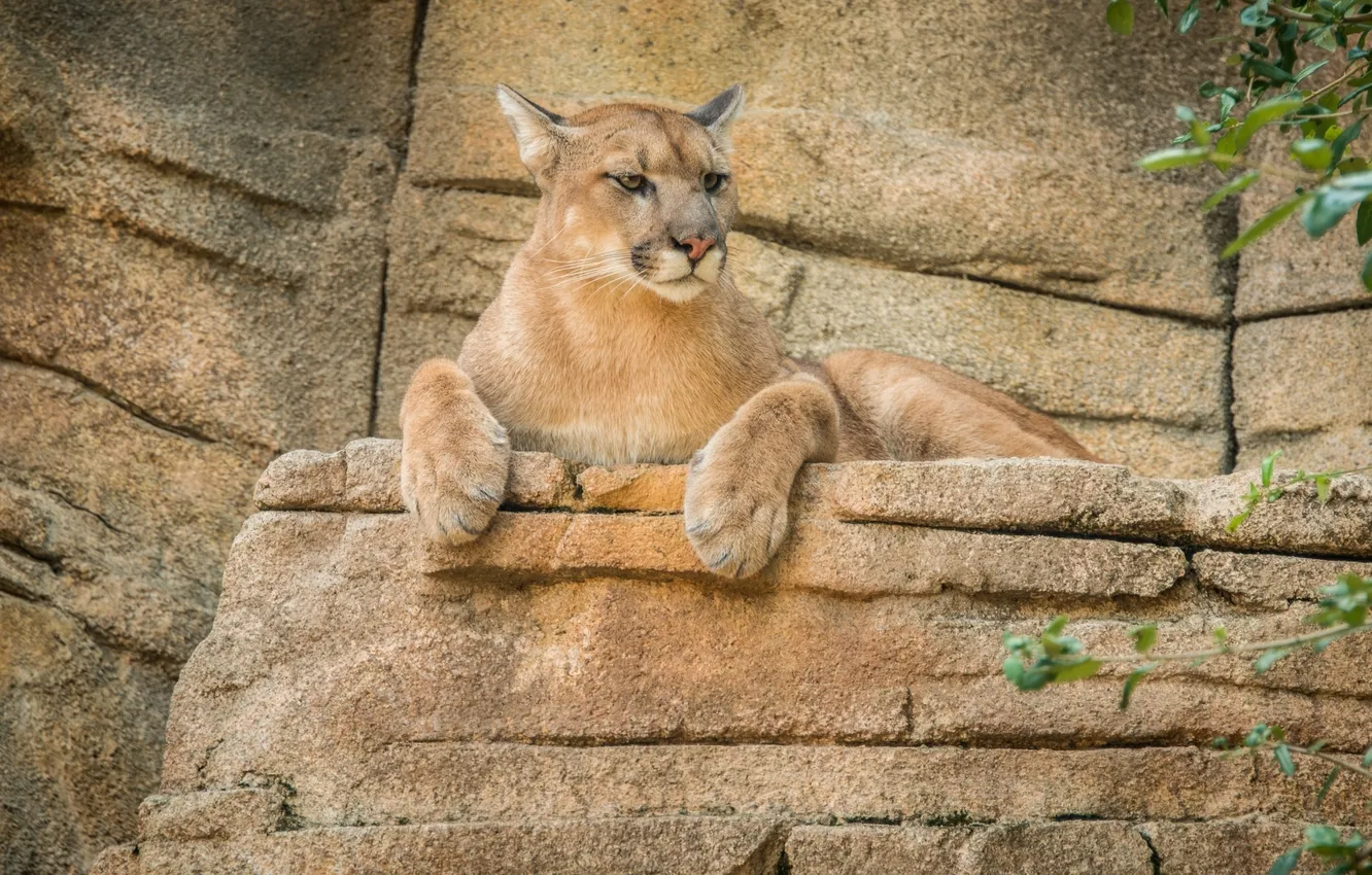 Photo wallpaper Puma, mountain lion, Cougar