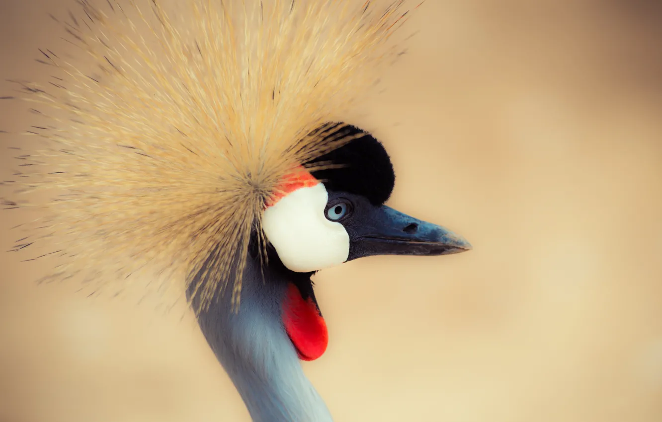 Photo wallpaper crane, neck, cranes, crowned Crane, crane, neck