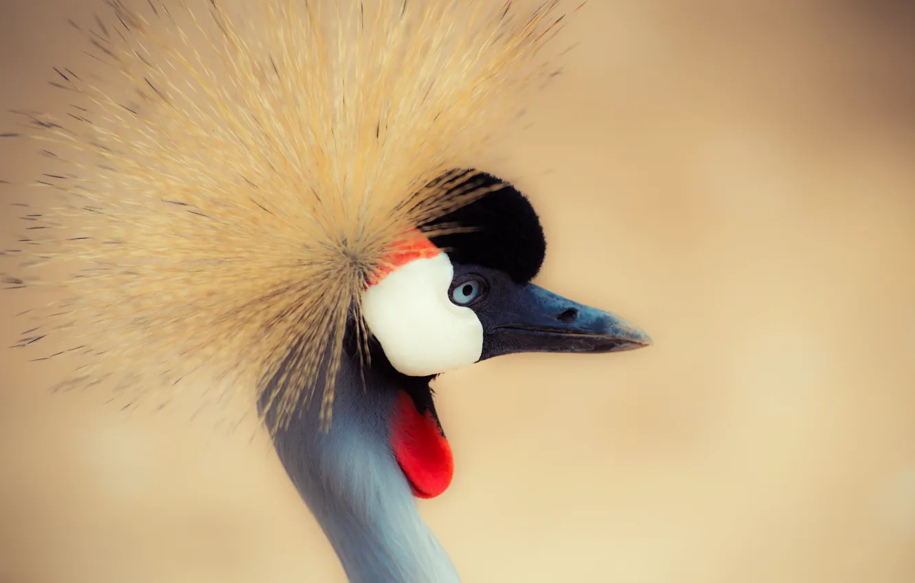 Photo wallpaper crane, crane, crane, neck, neck, crowned crane