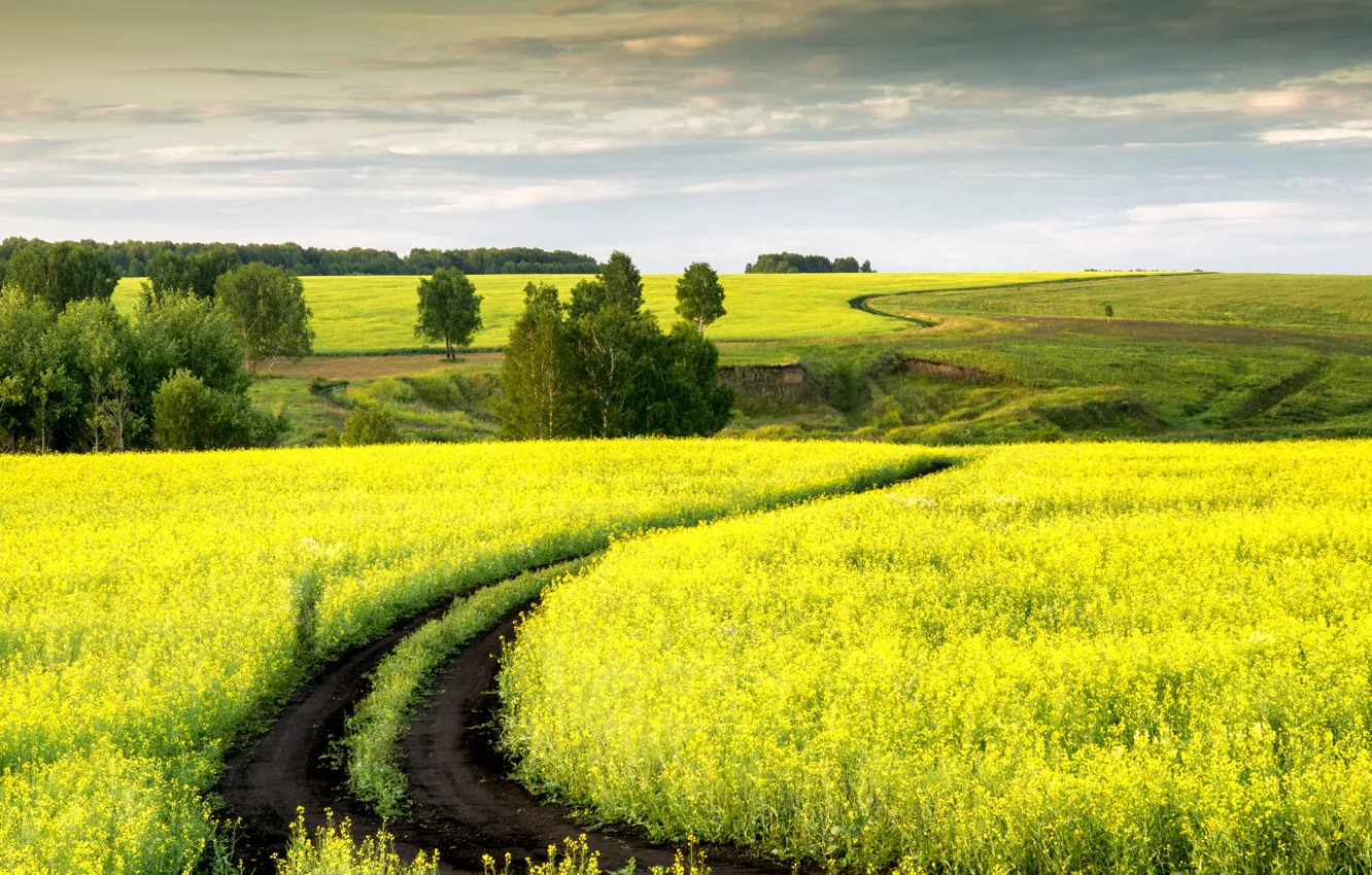 Photo wallpaper road, trees, rape, rapeseed field