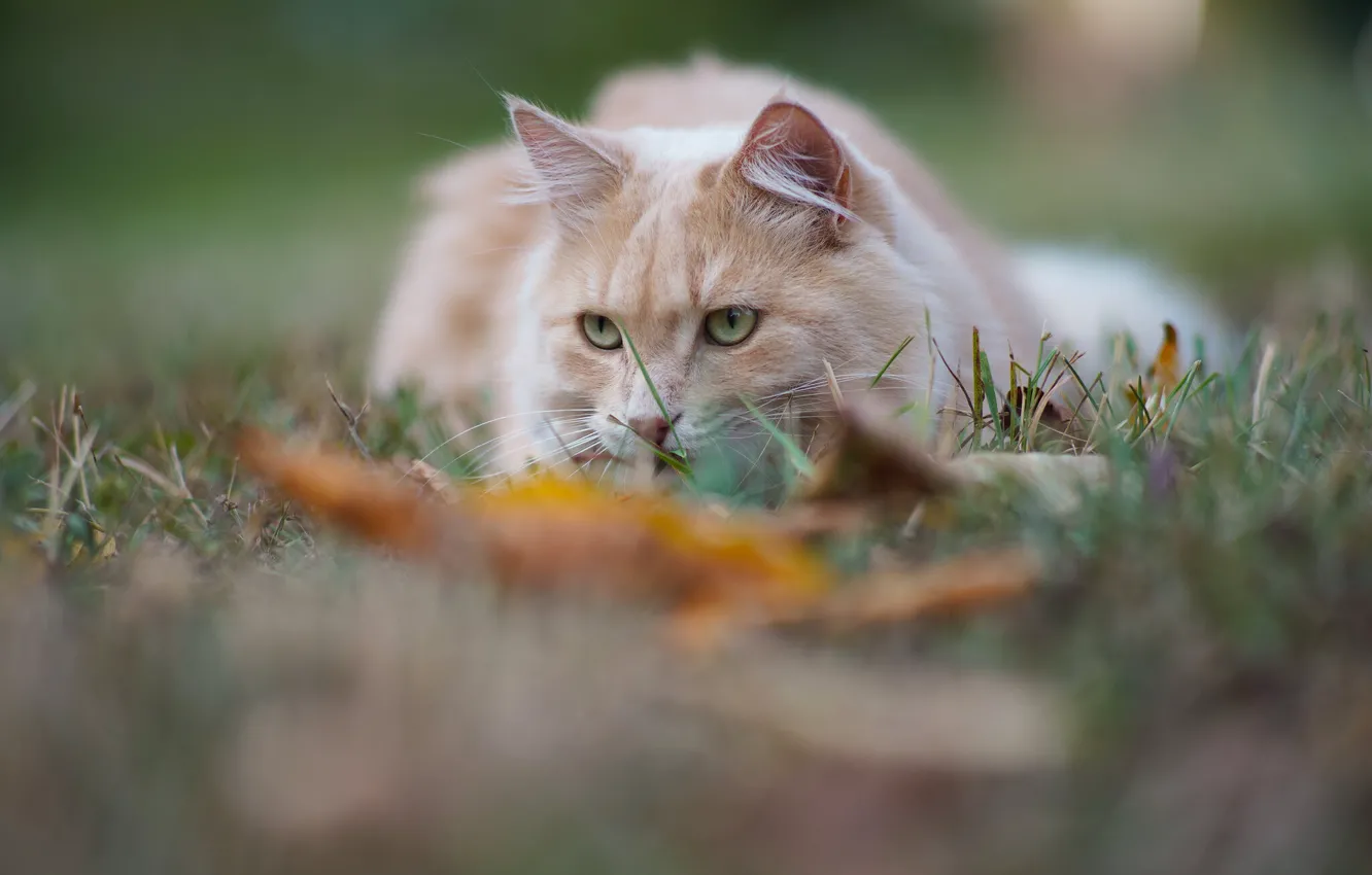 Photo wallpaper cat, grass, cat, look, muzzle, bokeh, cat