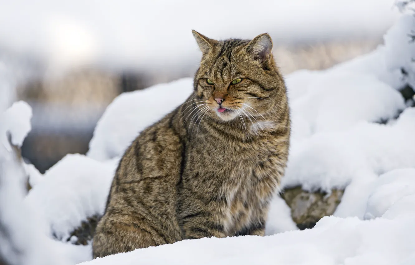 Photo wallpaper snow, predator, wild, wildcat