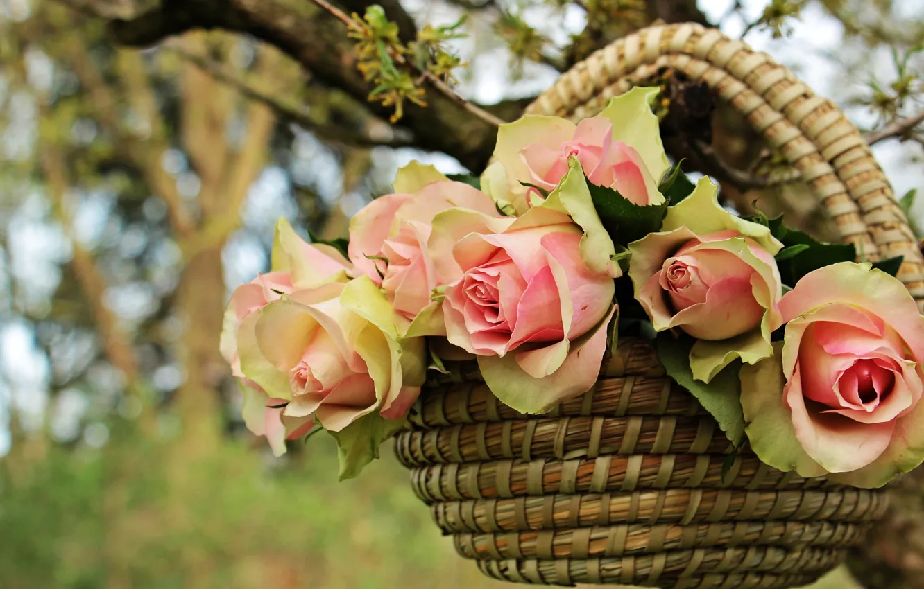 Photo wallpaper summer, leaves, trees, flowers, branches, nature, background, roses