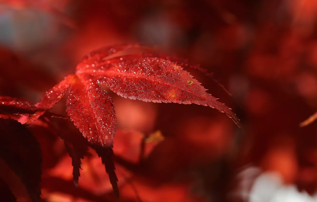 Photo wallpaper leaves, macro, red, nature, Rosa