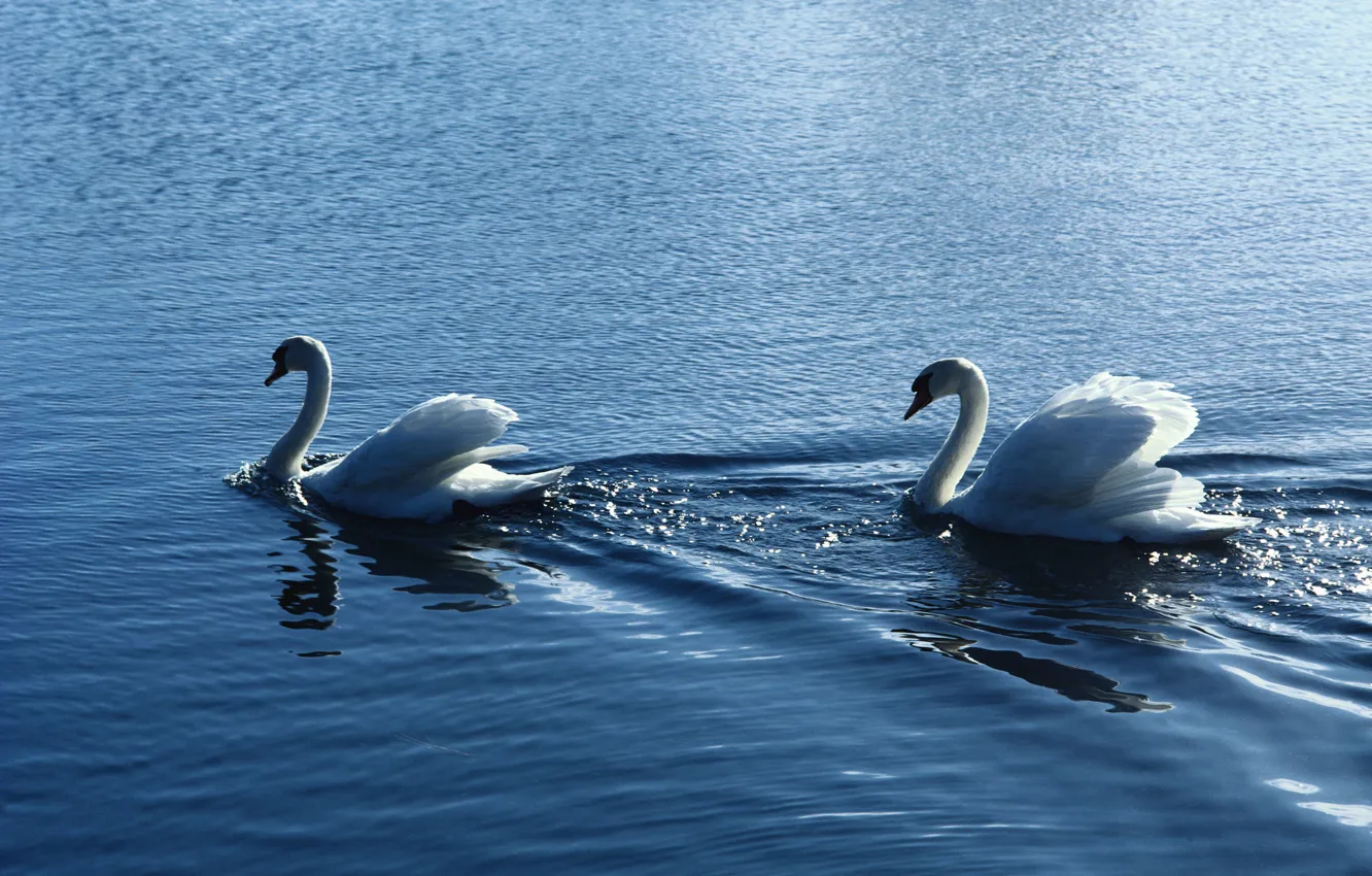 Photo wallpaper water, birds, ruffle, pair, white, swans