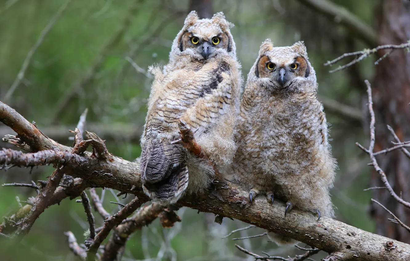 Photo wallpaper branches, owl, bird, two, pair, Duo