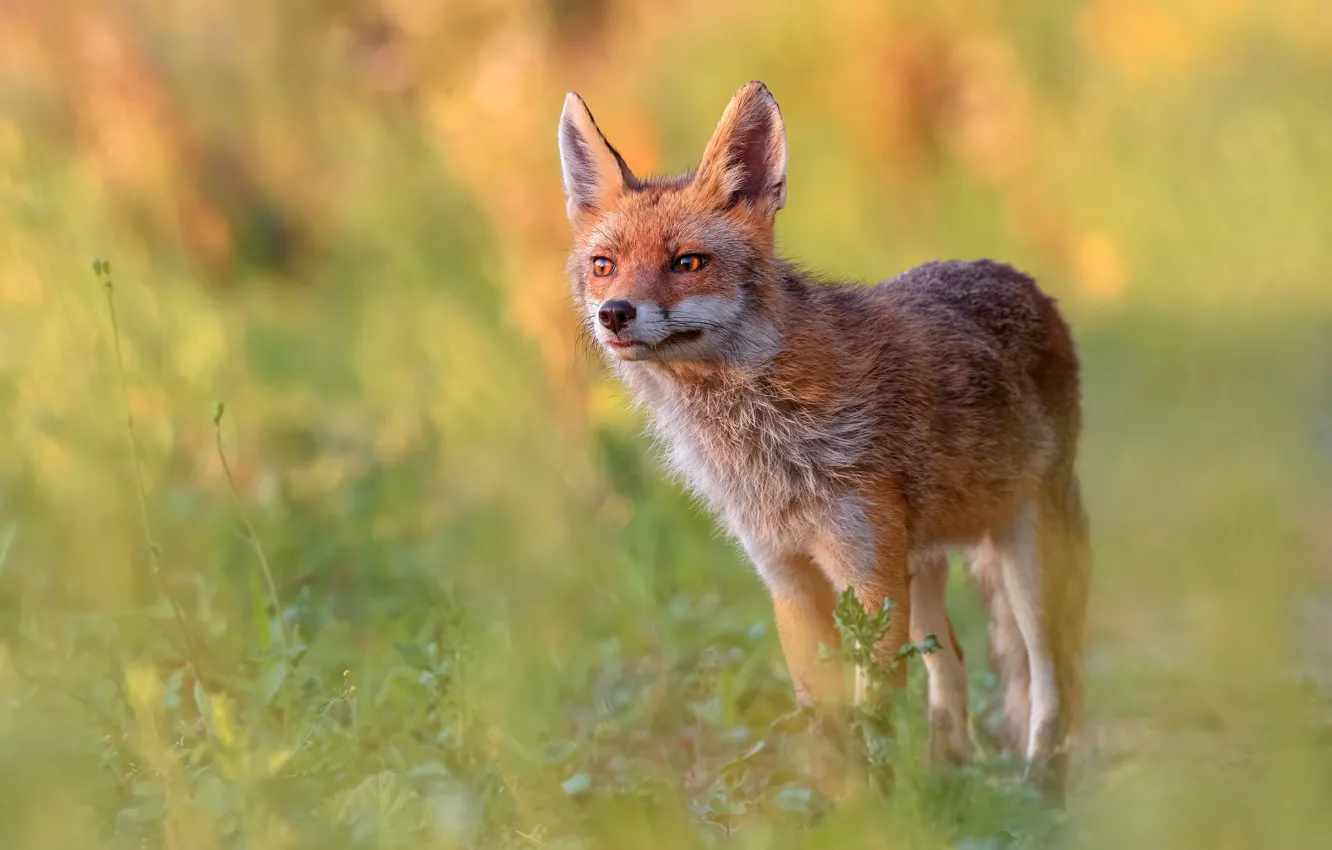 Photo wallpaper grass, the sun, nature, Fox, red, Fox, bokeh