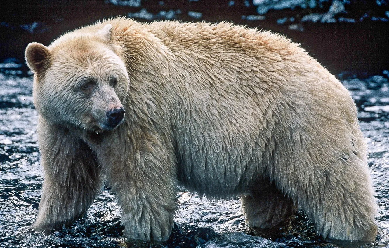 Photo wallpaper white, Canada, spirit-bear, bear white, Kermode bear