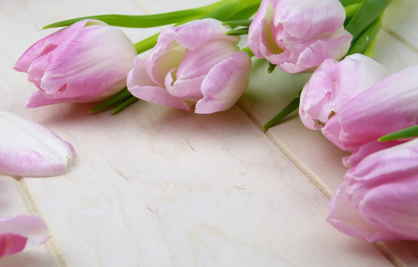Photo wallpaper Flowers, Tulips, Pink, Buds