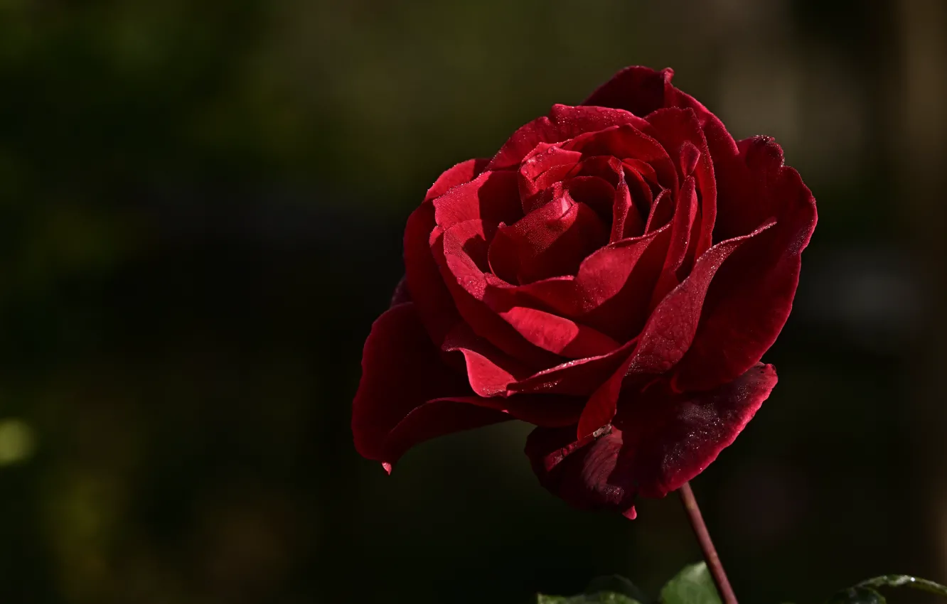 Photo wallpaper flower, drops, light, the dark background, rose, Bud, red
